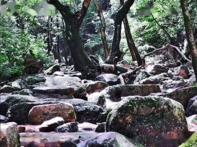 逃离幽灵之林
